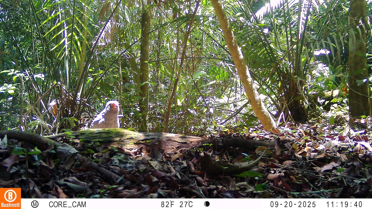 Slate-colored Hawk - ML646181076