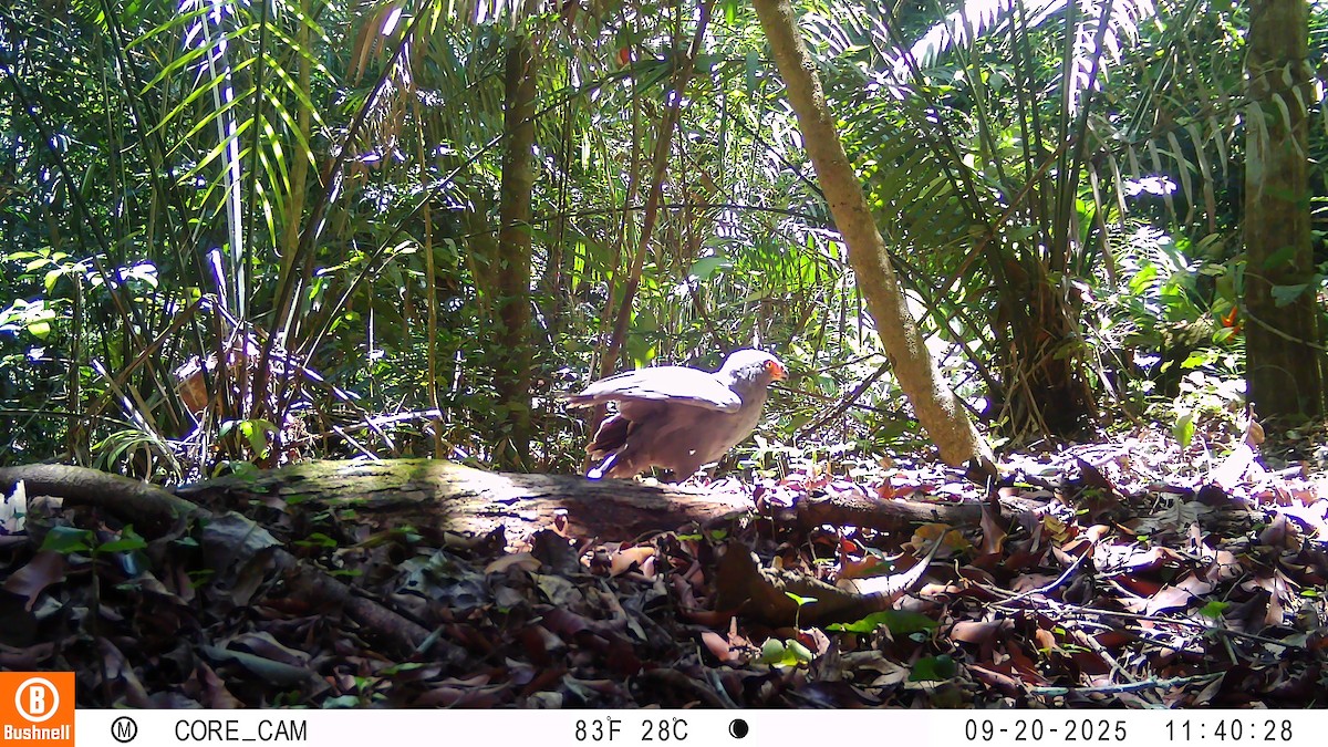 Slate-colored Hawk - ML646181077