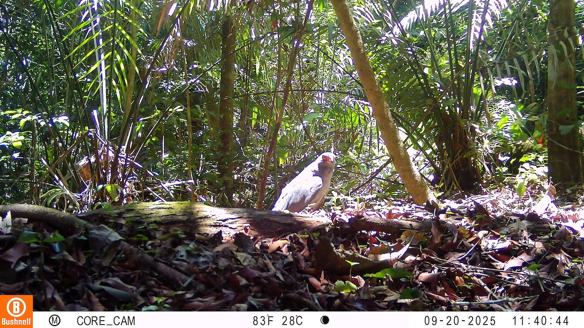 Slate-colored Hawk - ML646181078