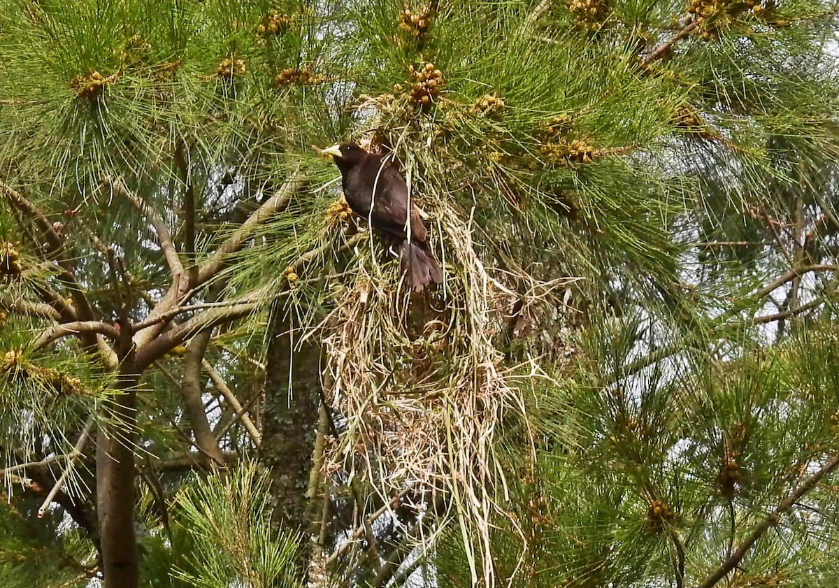 Red-rumped Cacique - ML646181091