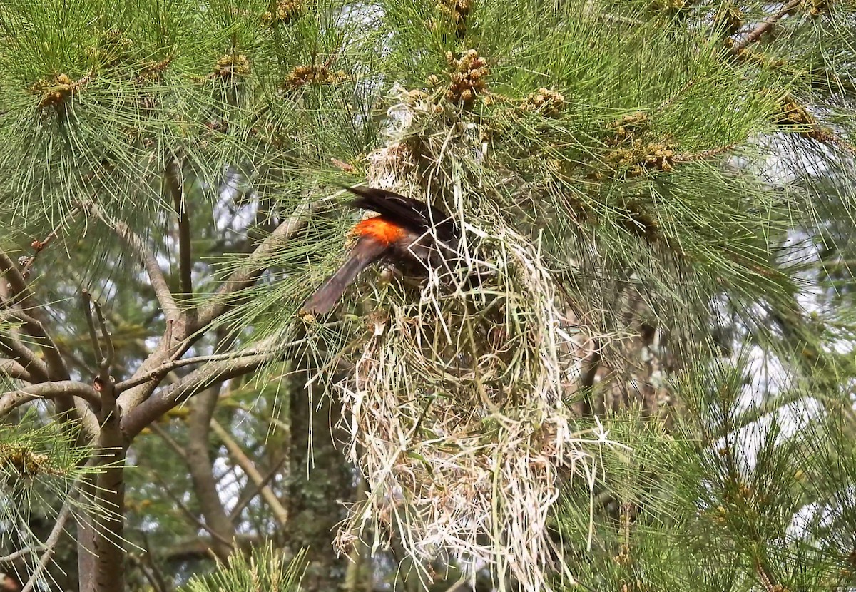Red-rumped Cacique - ML646181092