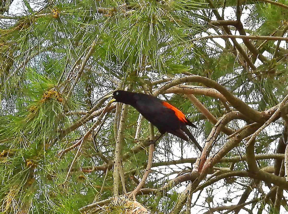 Red-rumped Cacique - ML646181093