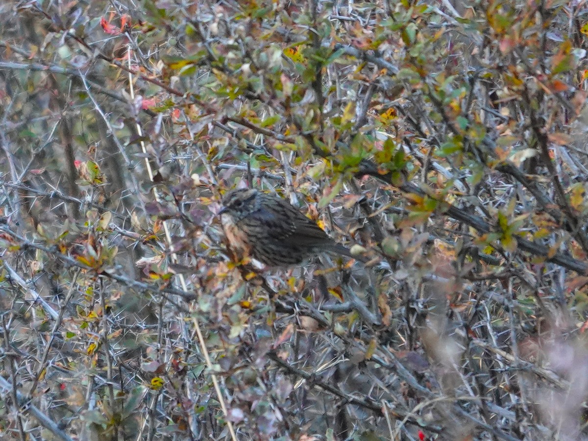 Rufous-breasted Accentor - ML646181094