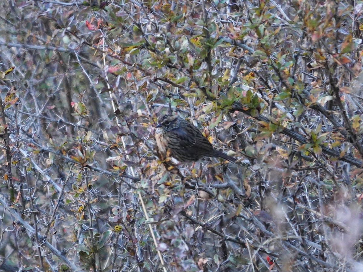 Rufous-breasted Accentor - ML646181095