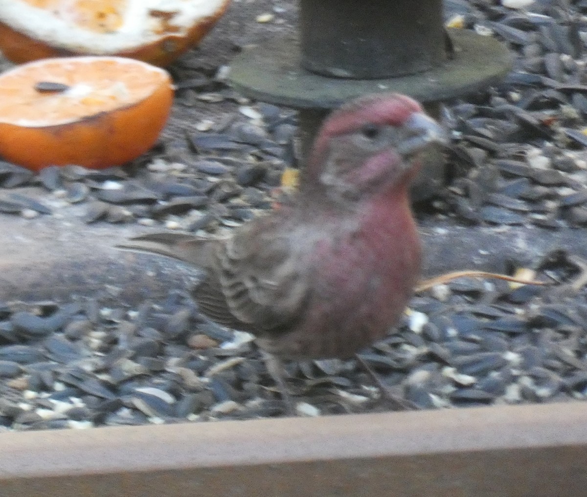 House/Purple Finch - ML646181098