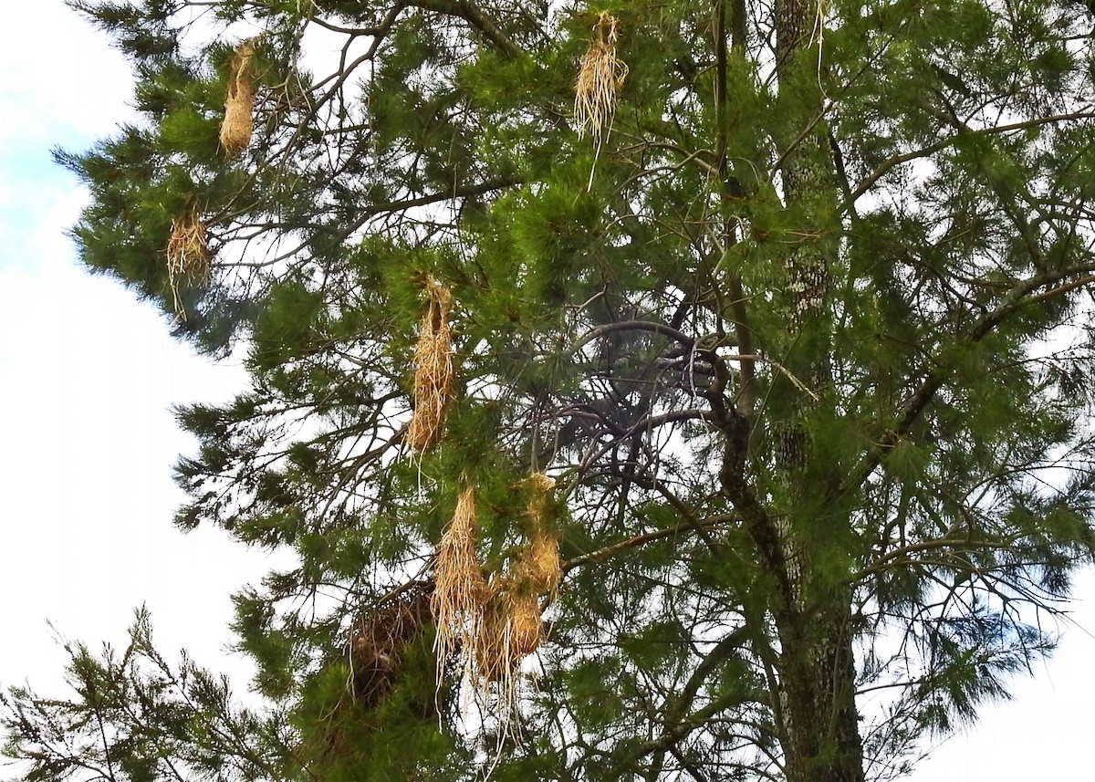 Red-rumped Cacique - ML646181106