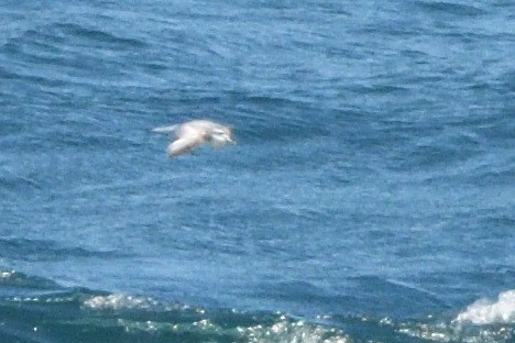 Salvin's Prion - ML646181108