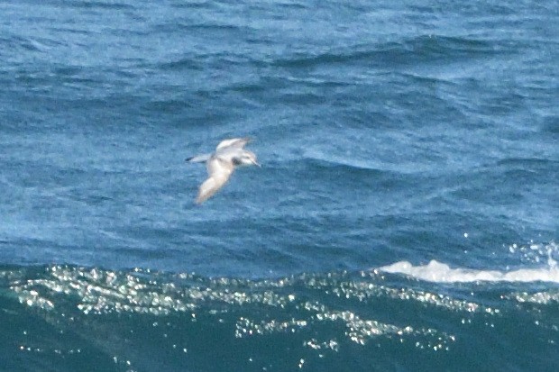 Salvin's Prion - ML646181109