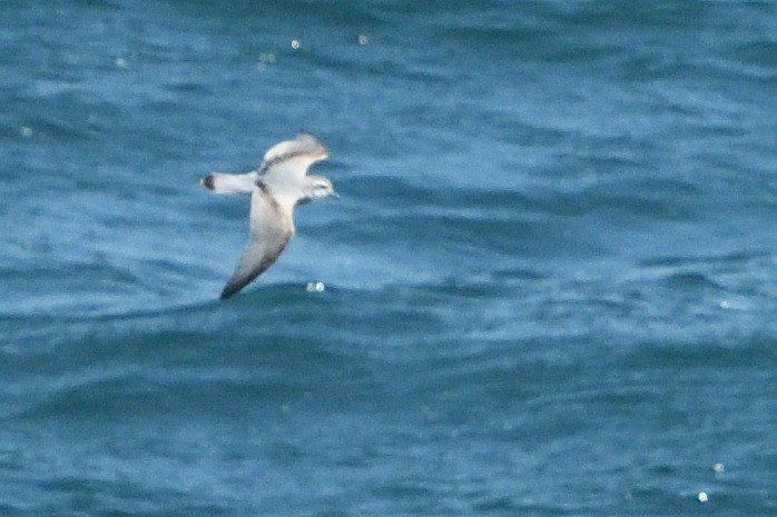 Salvin's Prion - ML646181110