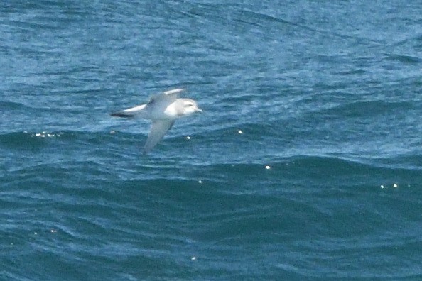 Salvin's Prion - ML646181111