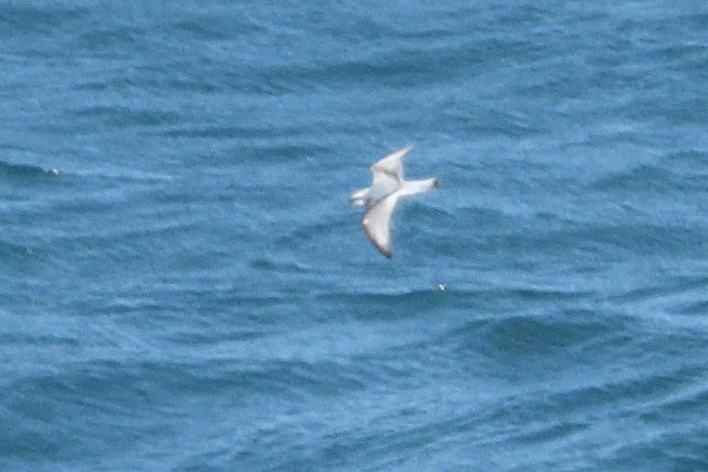 Salvin's Prion - ML646181112