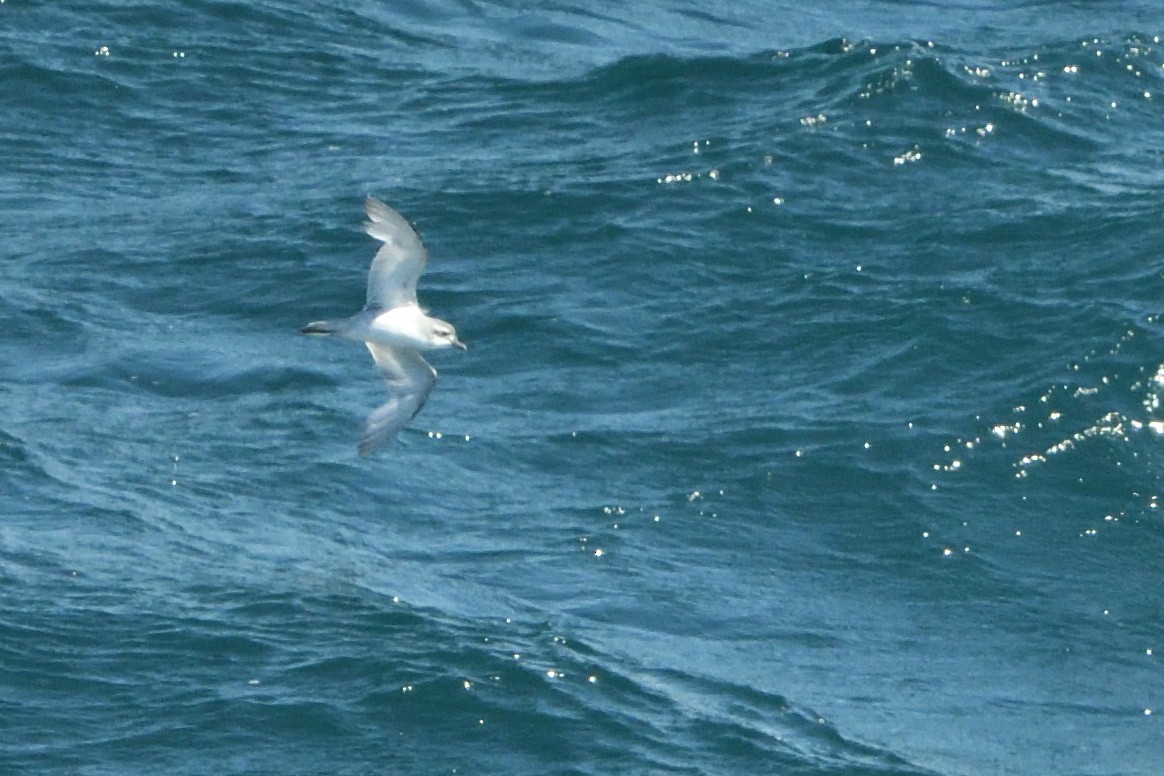 Salvin's Prion - ML646181113