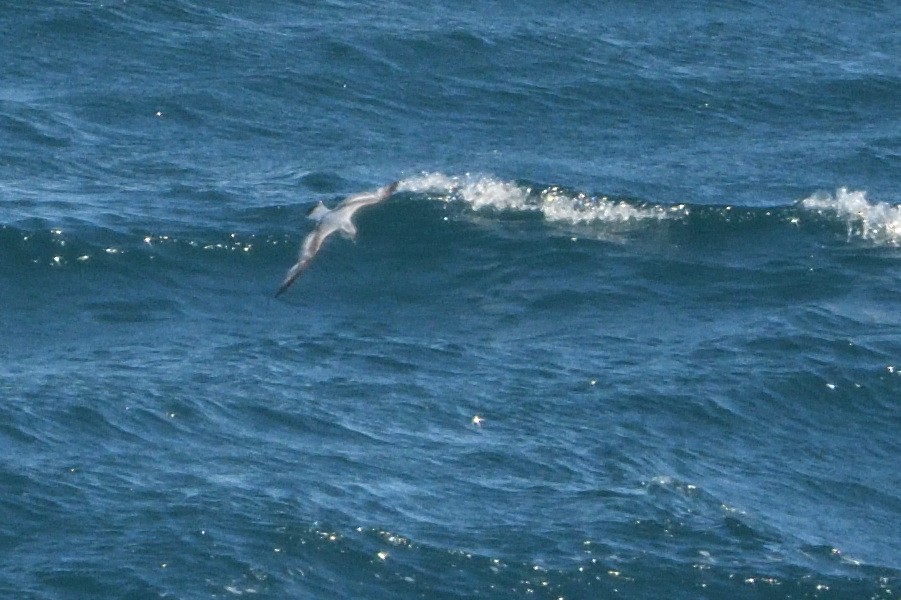 Salvin's Prion - ML646181114