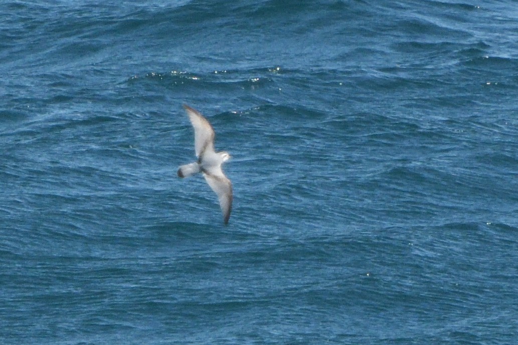 Salvin's Prion - ML646181115