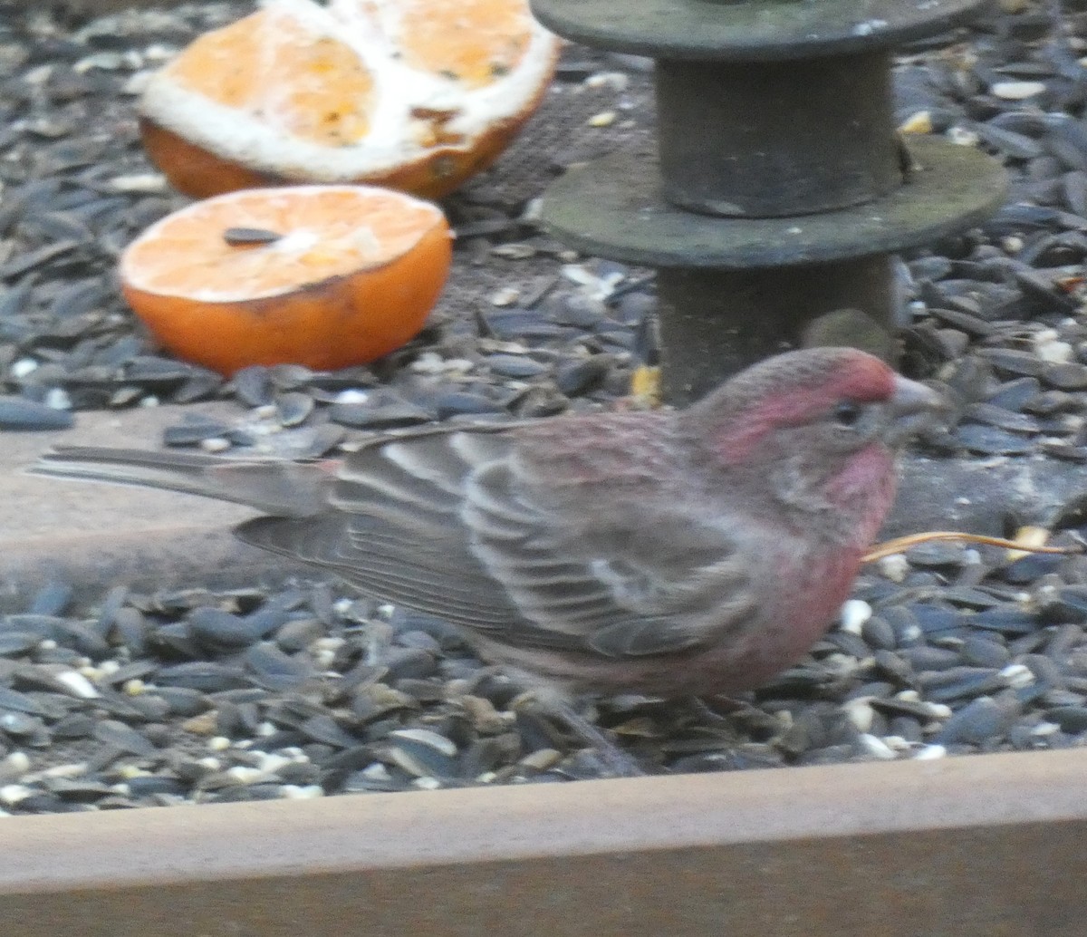 House/Purple Finch - ML646181119