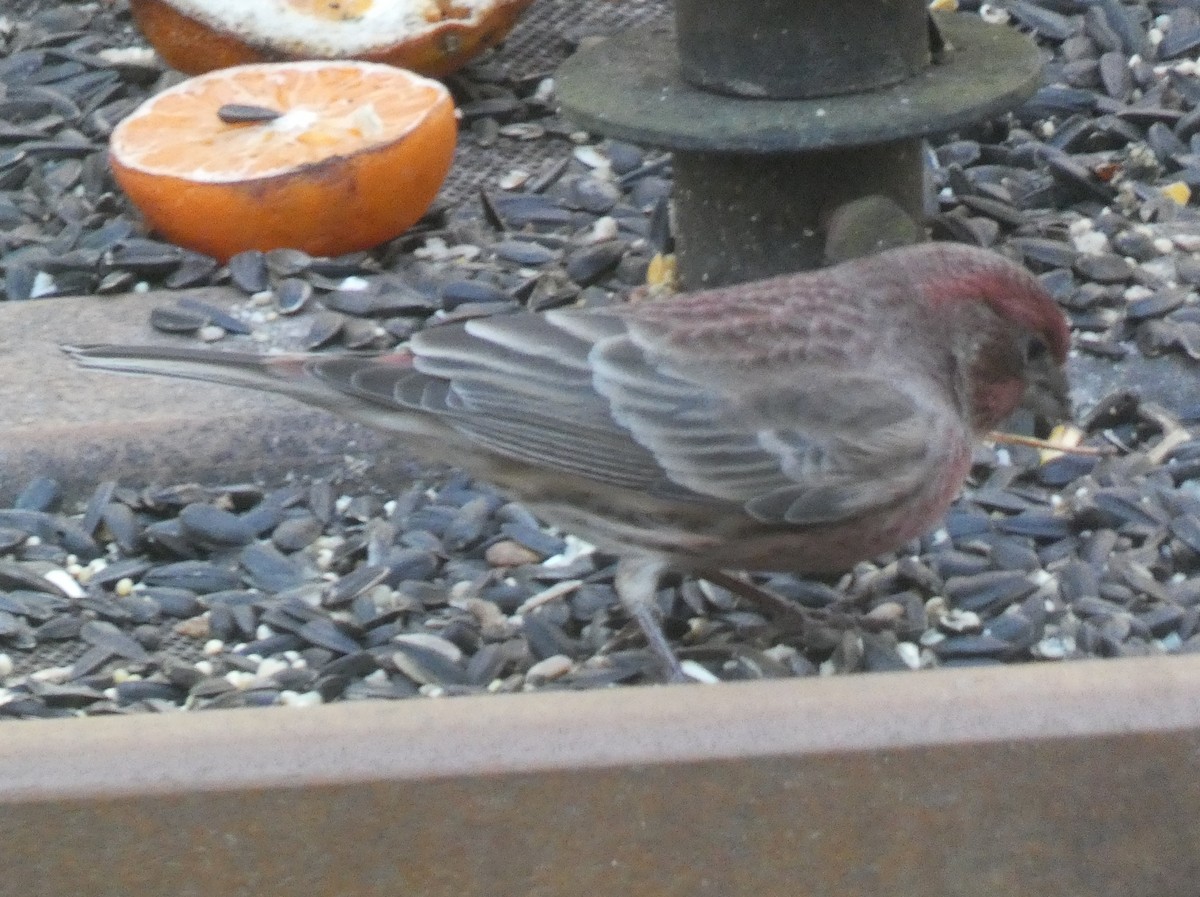 House/Purple Finch - ML646181138