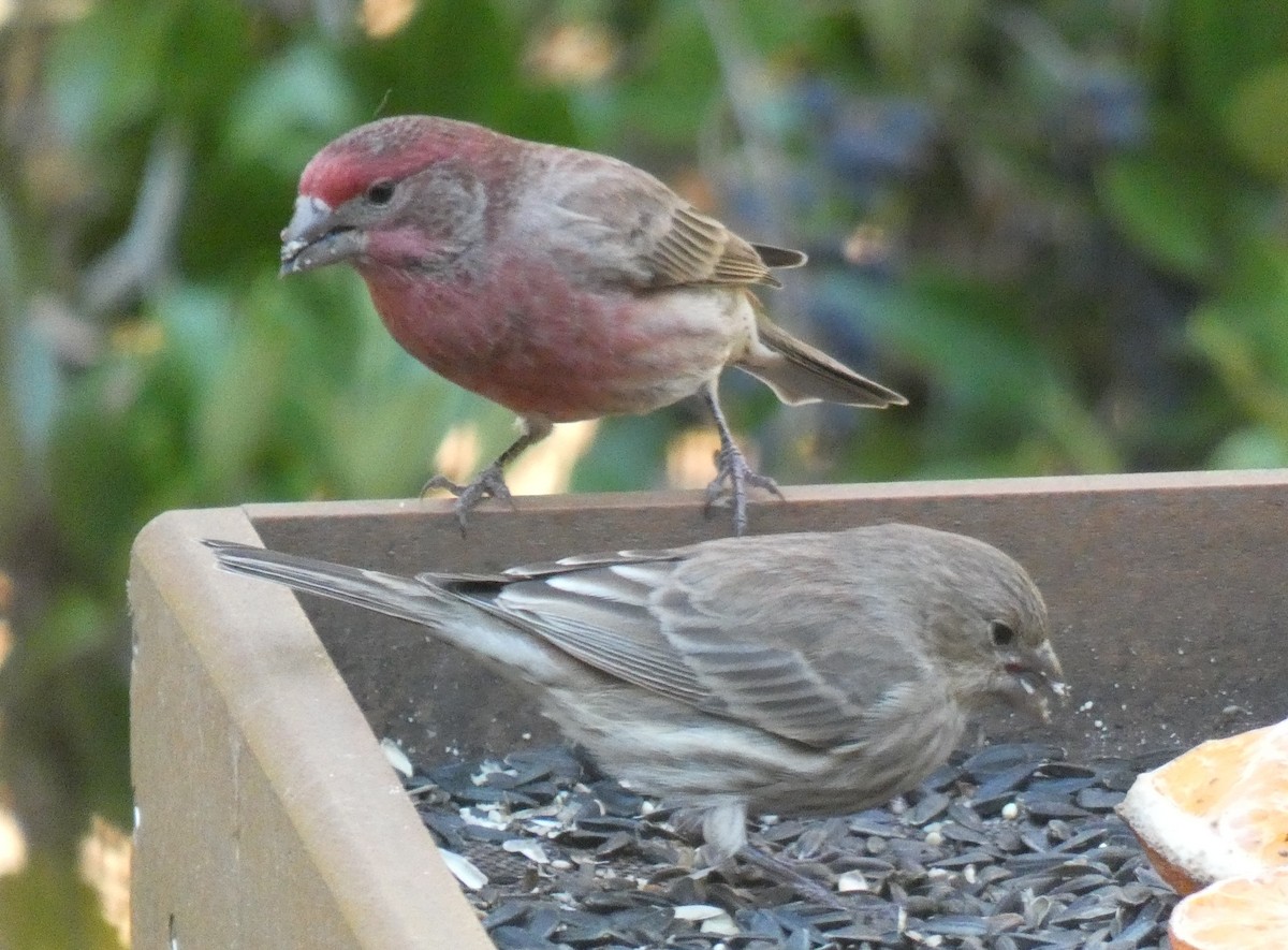 House/Purple Finch - ML646181142