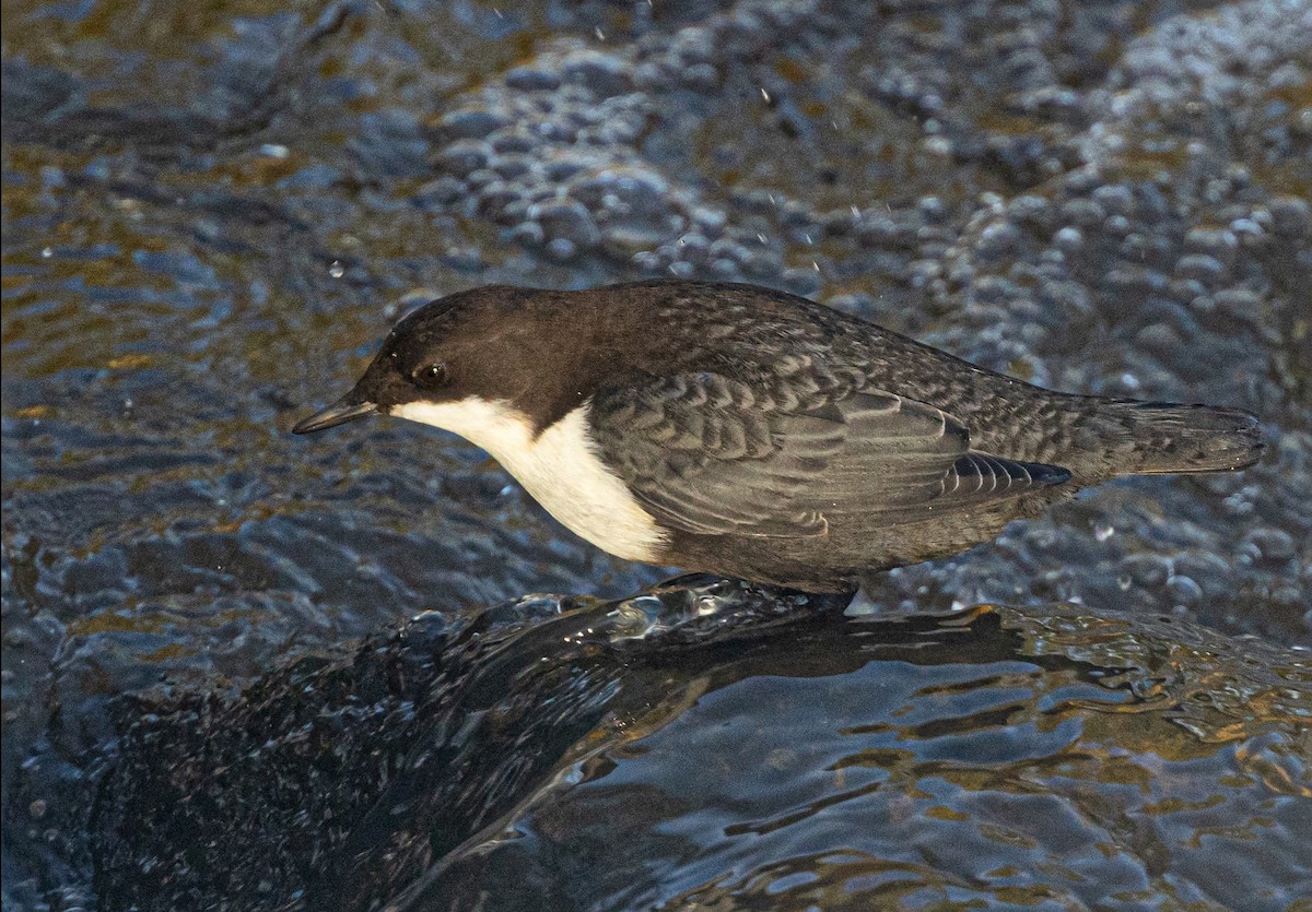 White-throated Dipper - ML646181143