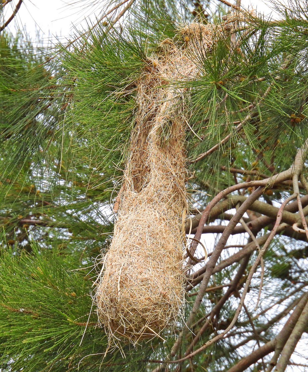 Red-rumped Cacique - ML646181161