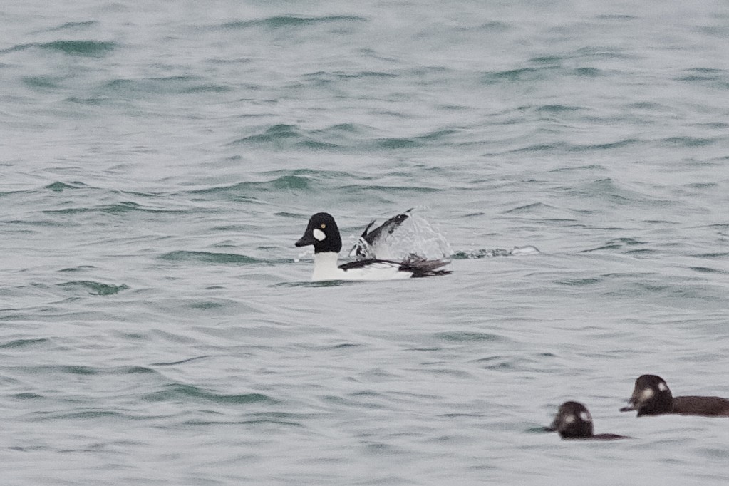 Common Goldeneye - ML646181162