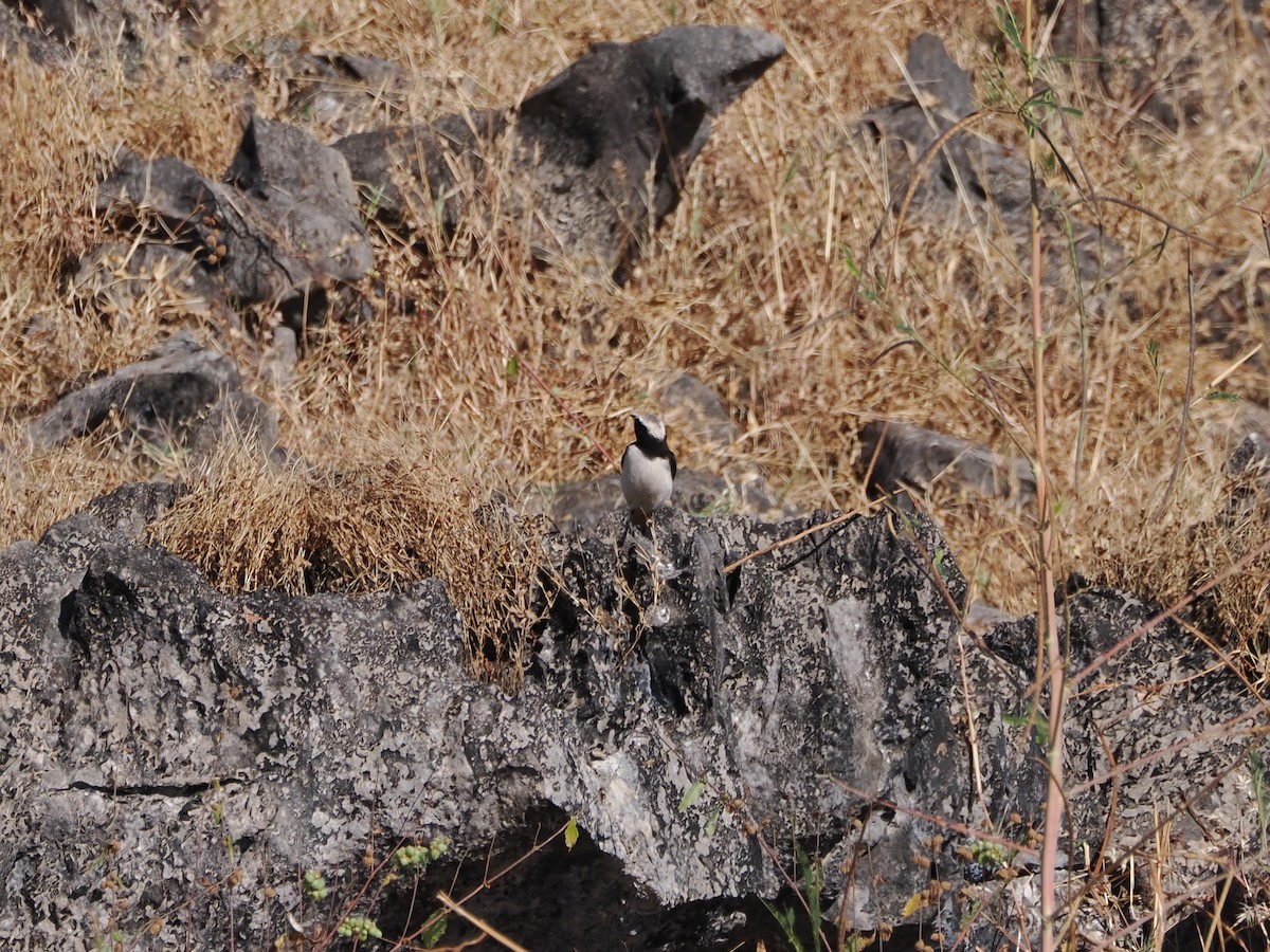 Keşiş Kuyrukkakanı - ML646181163