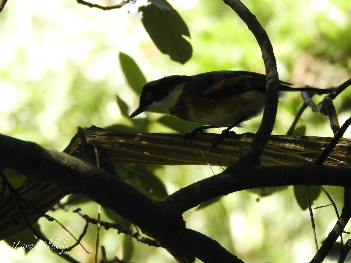 Cape Batis - ML646181171