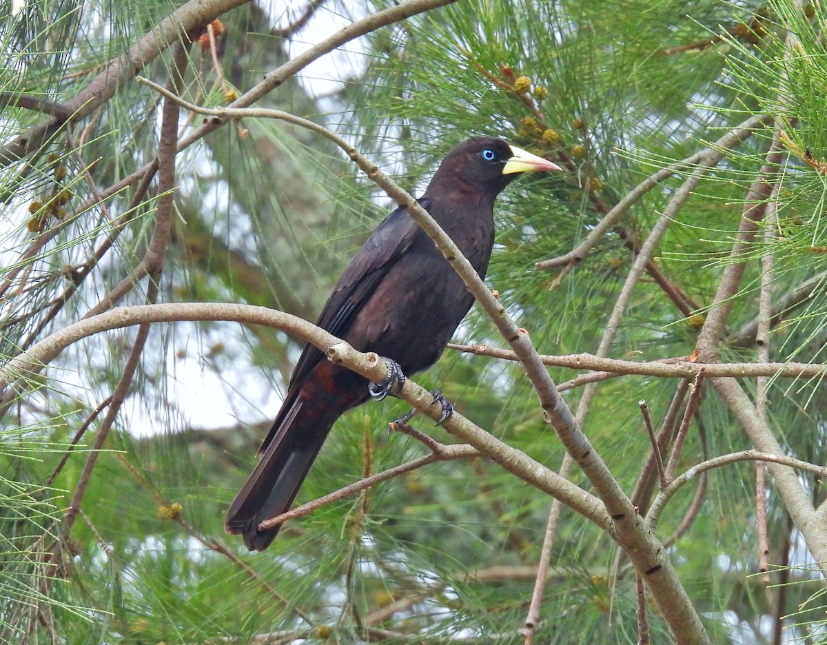 Red-rumped Cacique - ML646181173