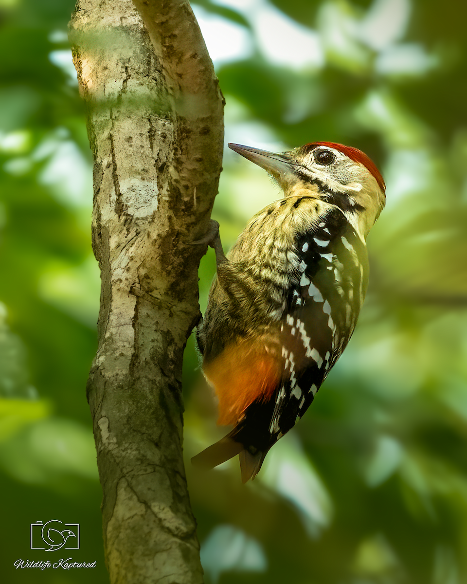 Fulvous-breasted Woodpecker - ML646181175