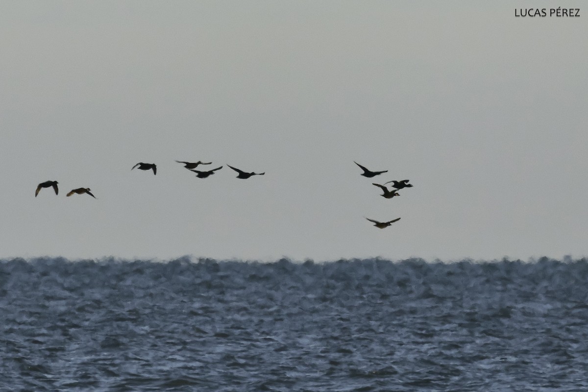 Ahatebeltz eurasiarra - ML646181182