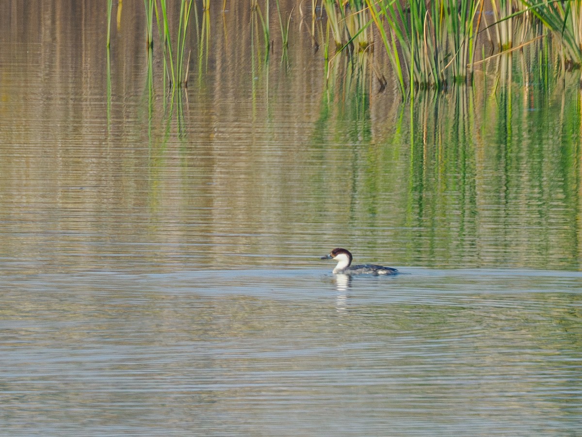 Smew - ML646181191