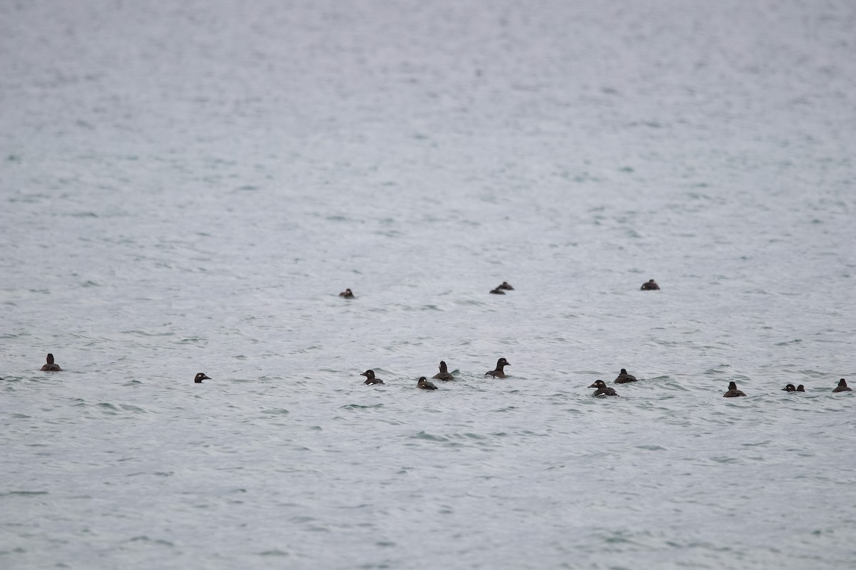 White-winged Scoter - ML646181192