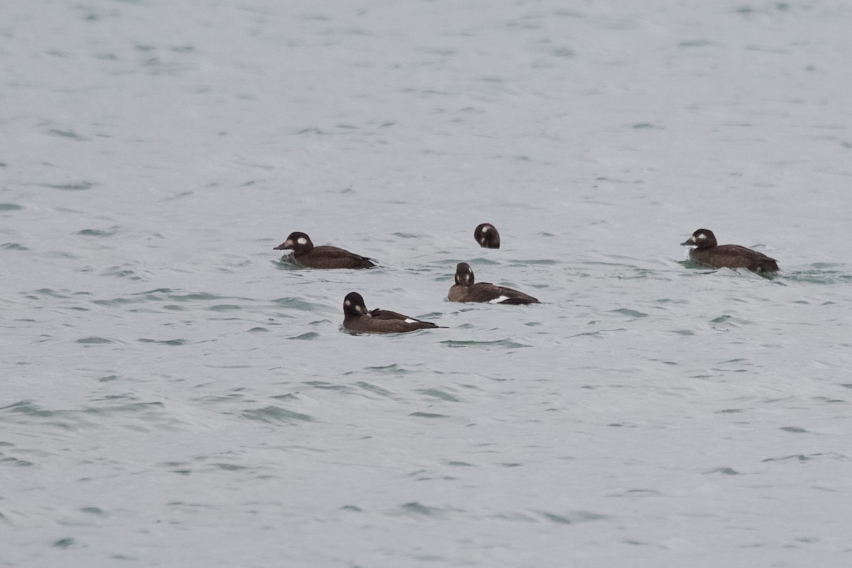 White-winged Scoter - ML646181193