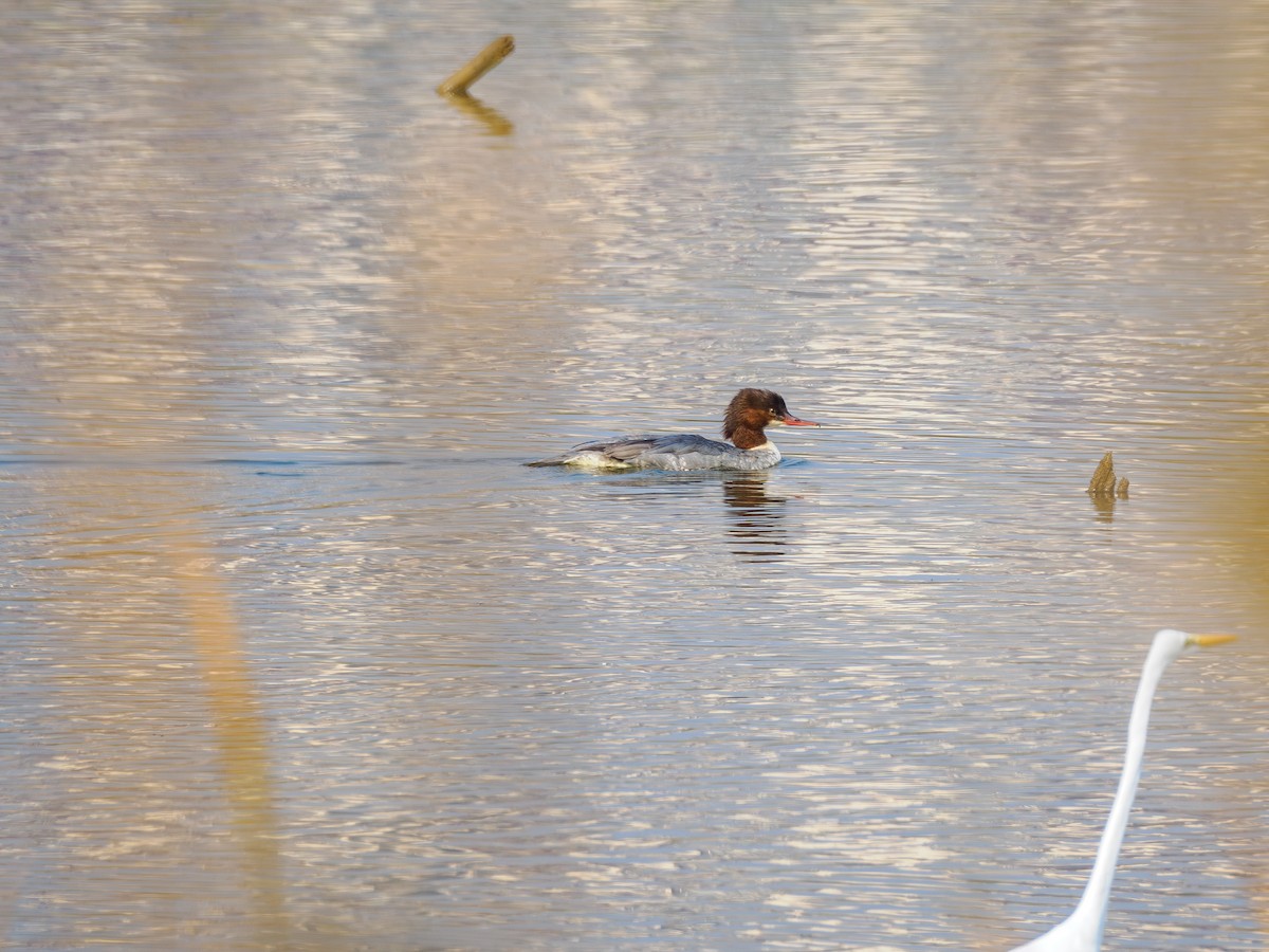 Common Merganser - ML646181195