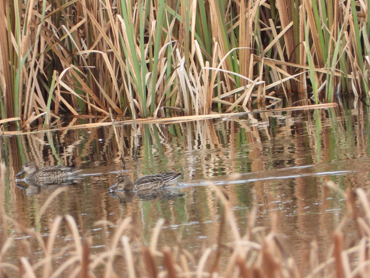 Garganey - ML646181197