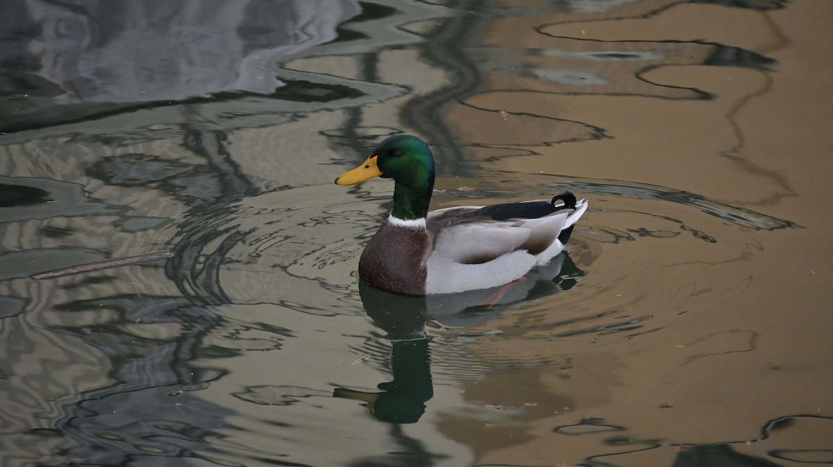 Зэрлэг нугас - ML646181200