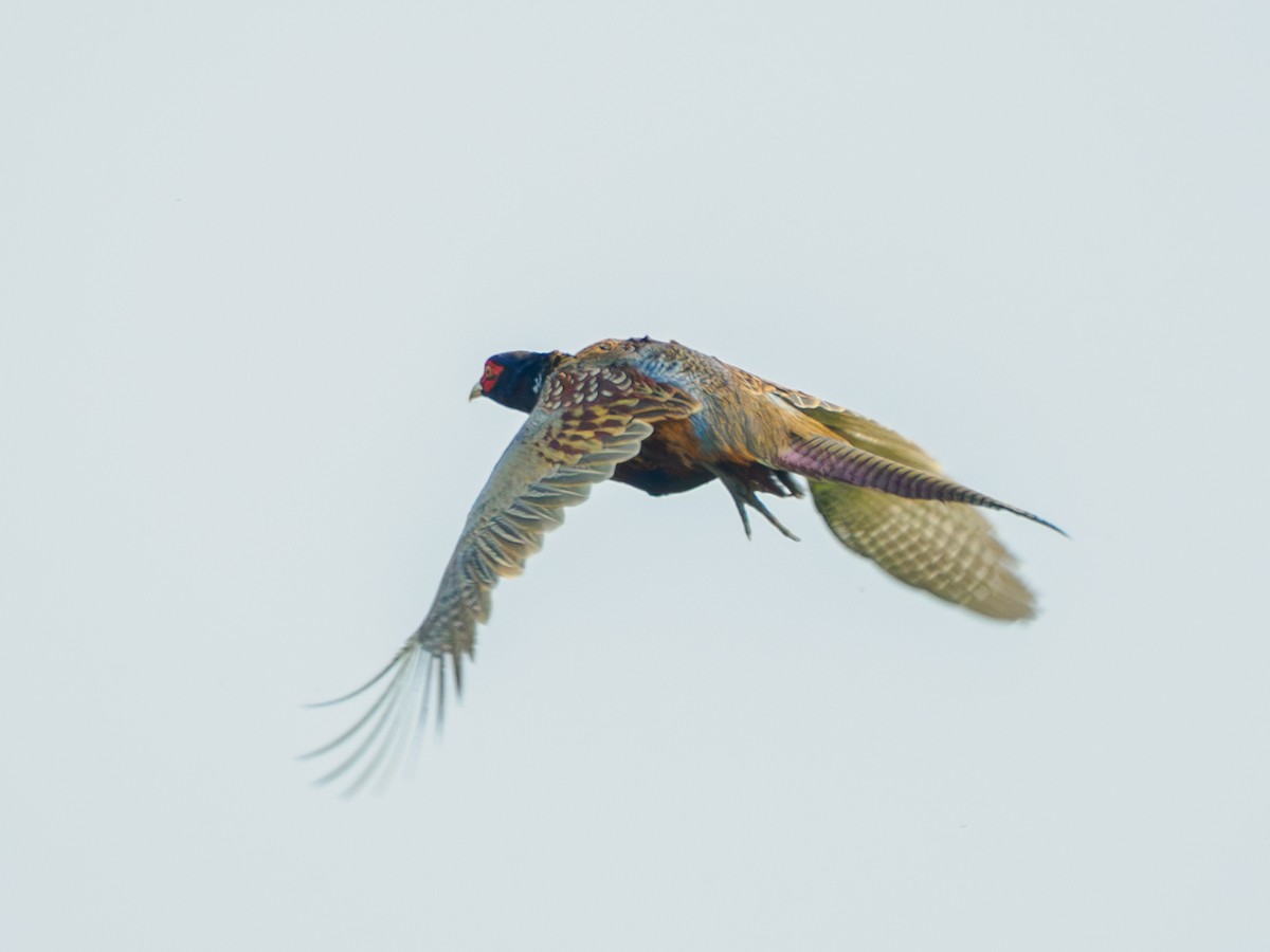 Ring-necked Pheasant - ML646181201