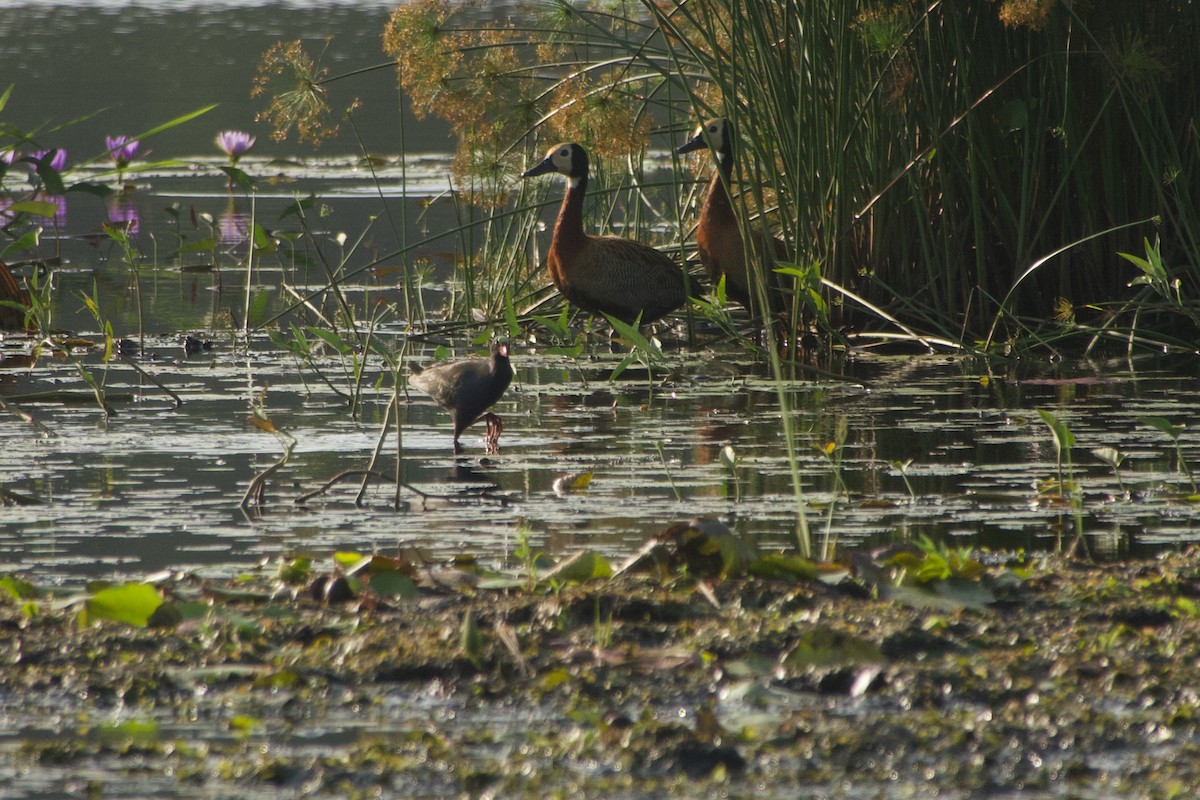 Allen's Gallinule - ML646181202