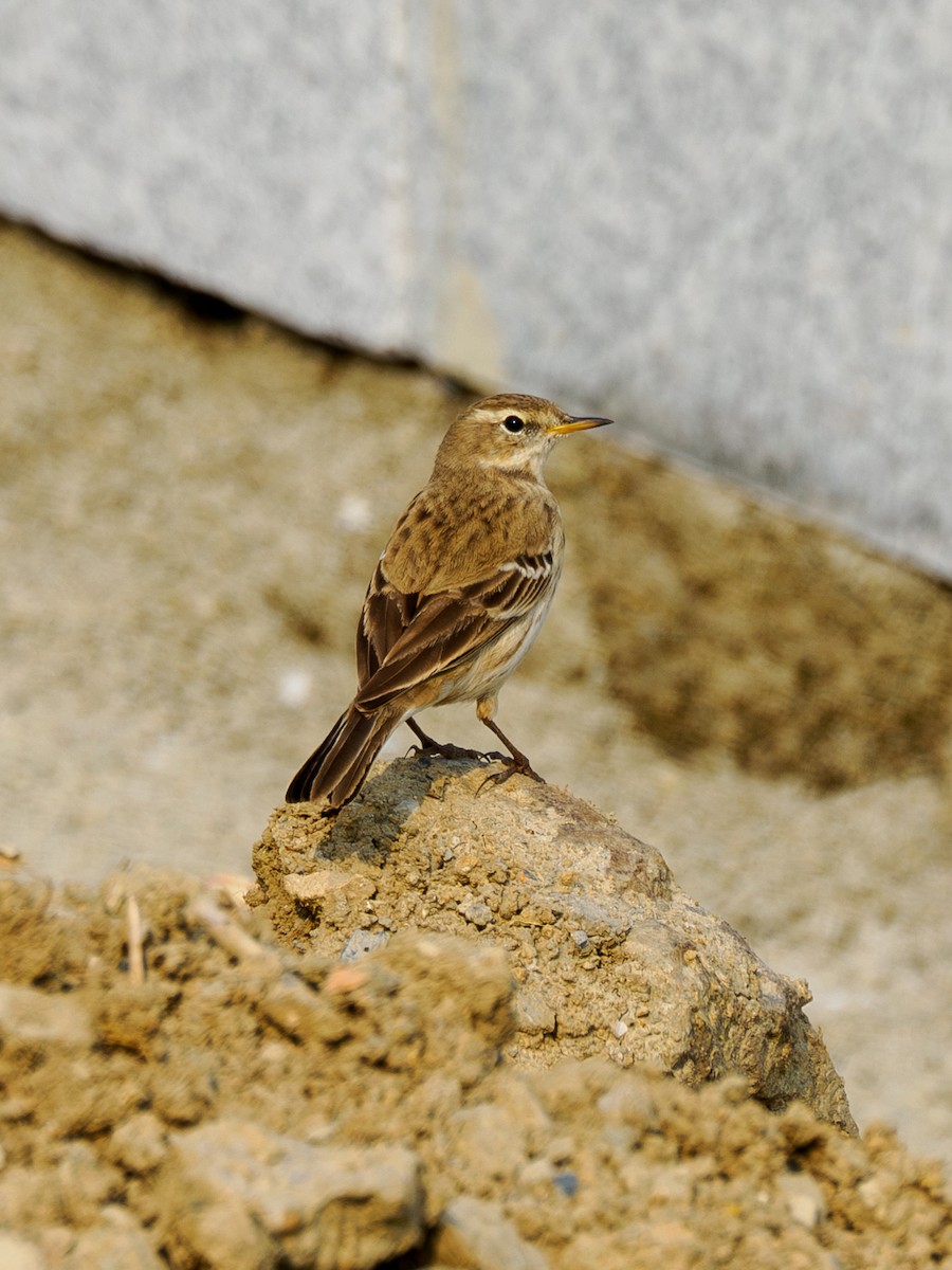 Water Pipit - ML646181203