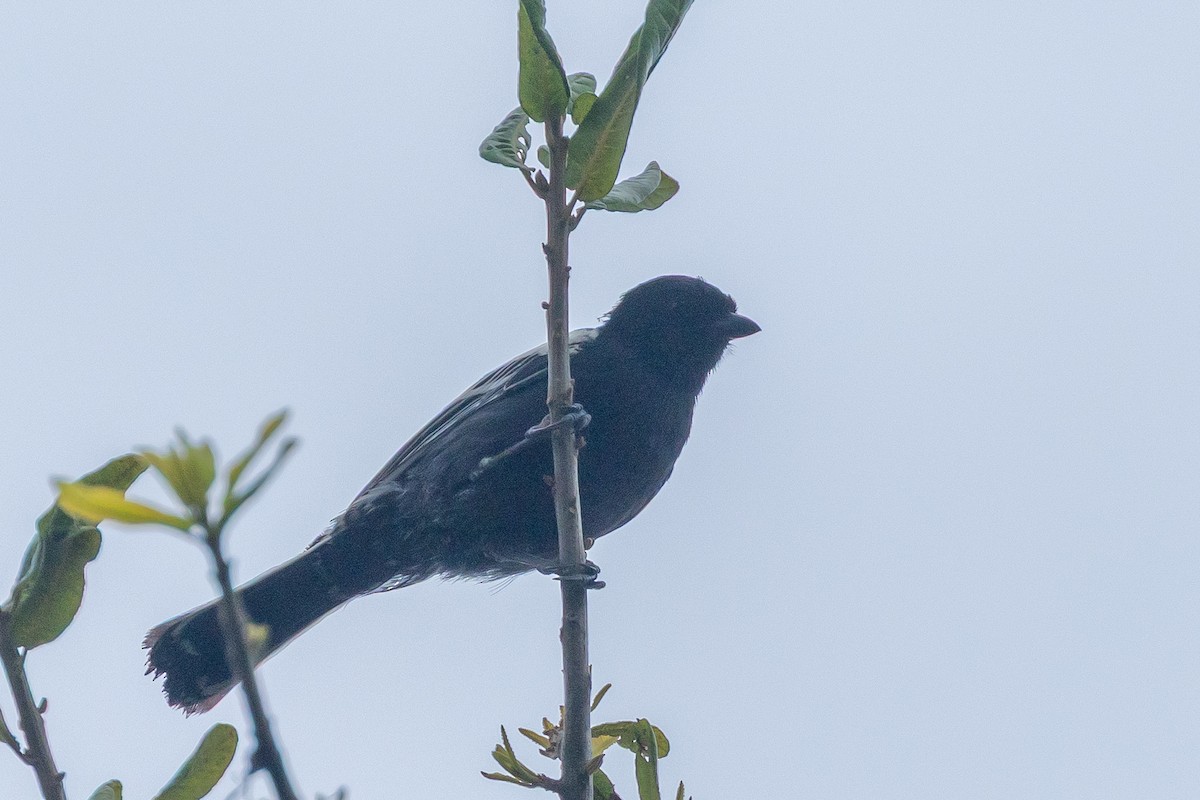 sýkora černá - ML646181204