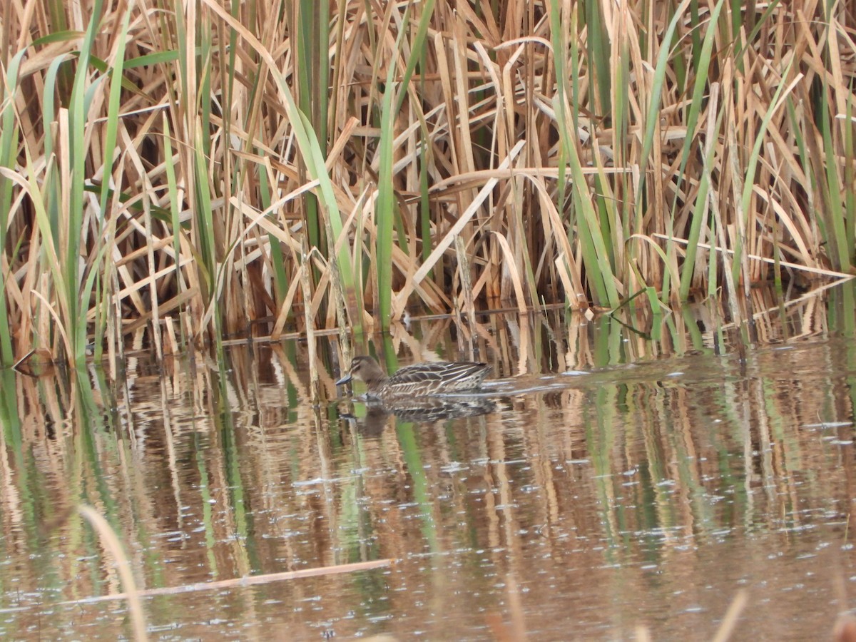Garganey - ML646181206