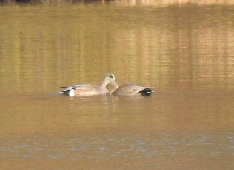 Свищ американський - ML646181221