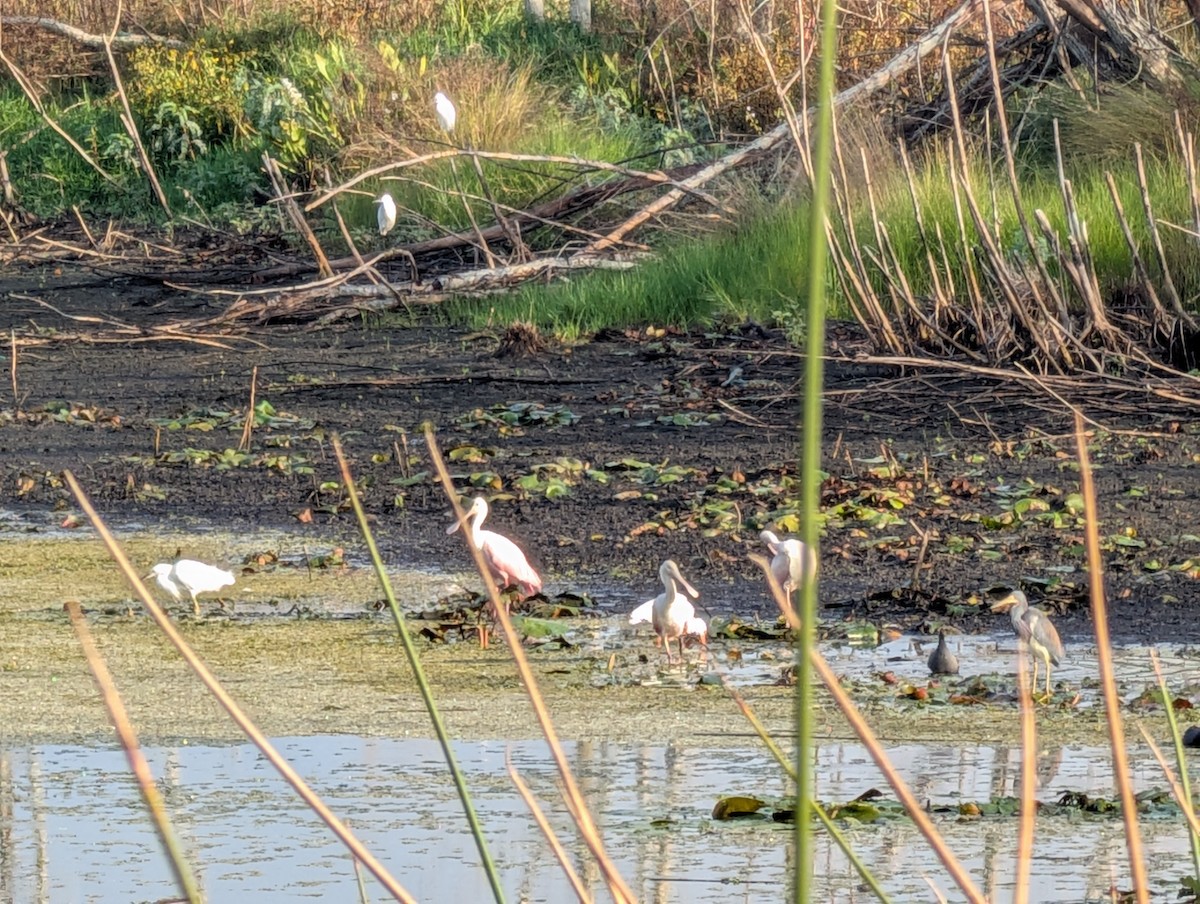 Roseate Spoonbill - ML646181222