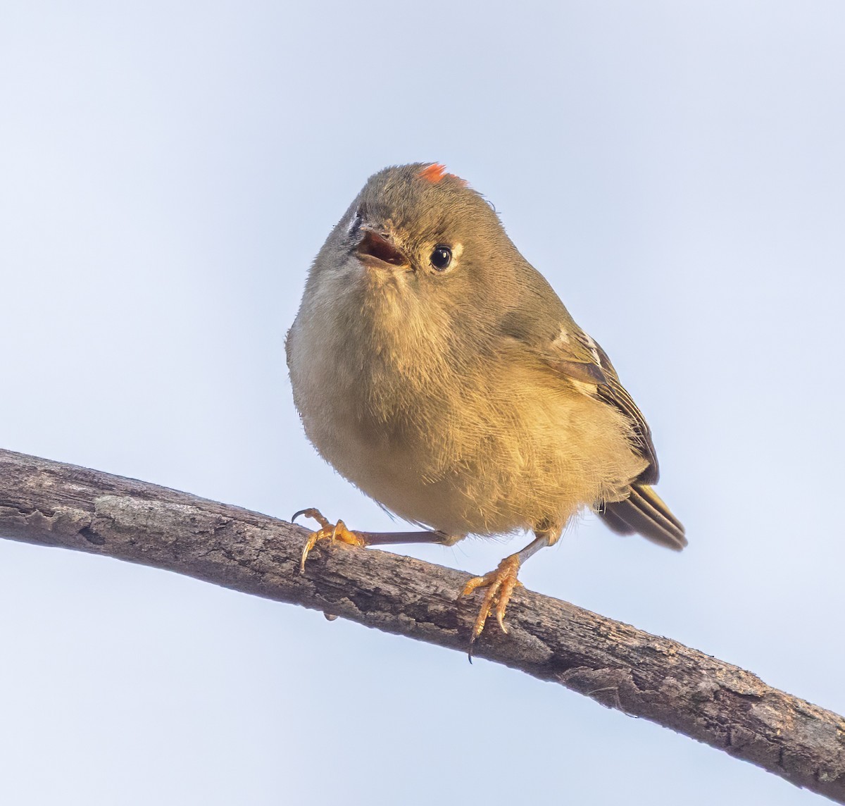 Ruby-crowned Kinglet - ML646181226