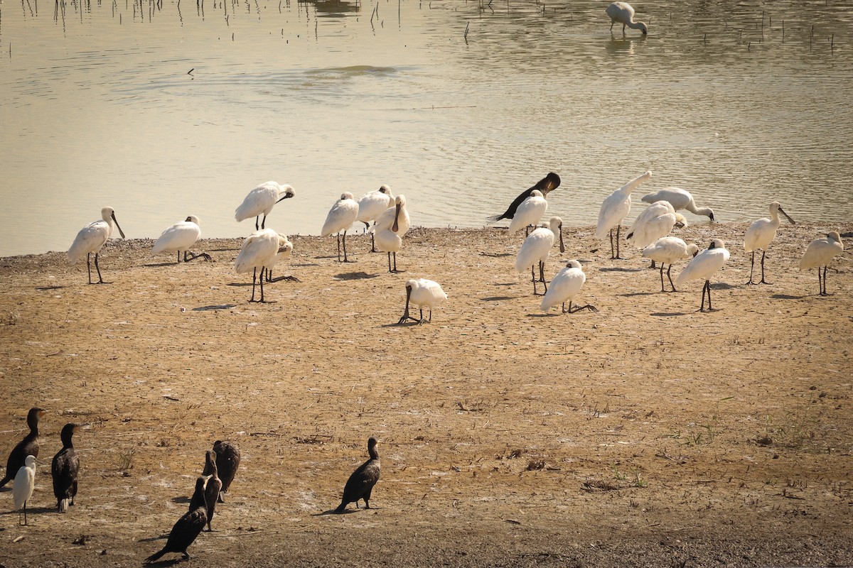 白琵鷺 - ML646181227