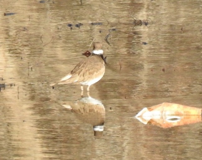 Killdeer - ML646181228