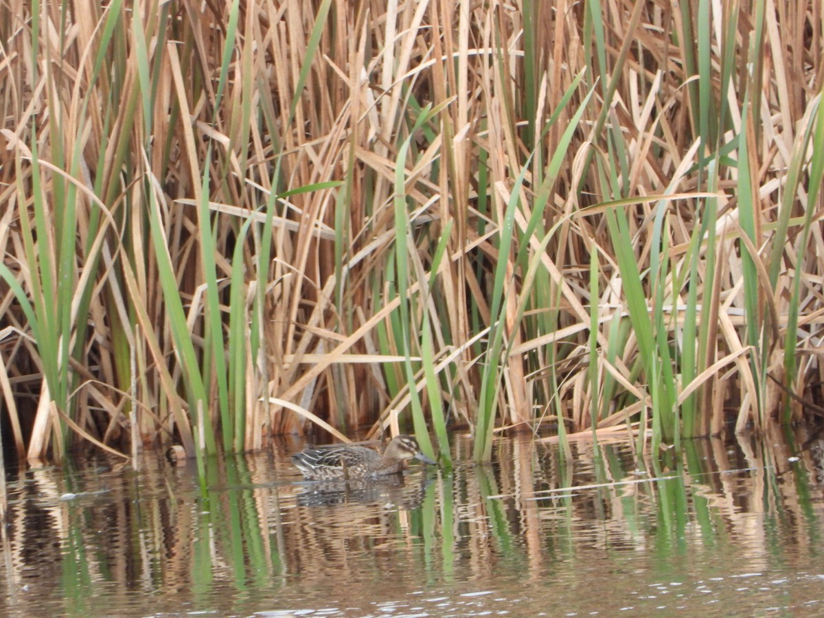 Garganey - ML646181229