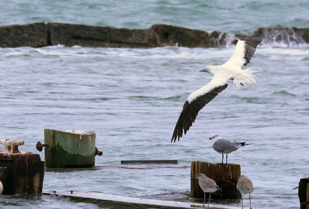 Сула червононога - ML646181246