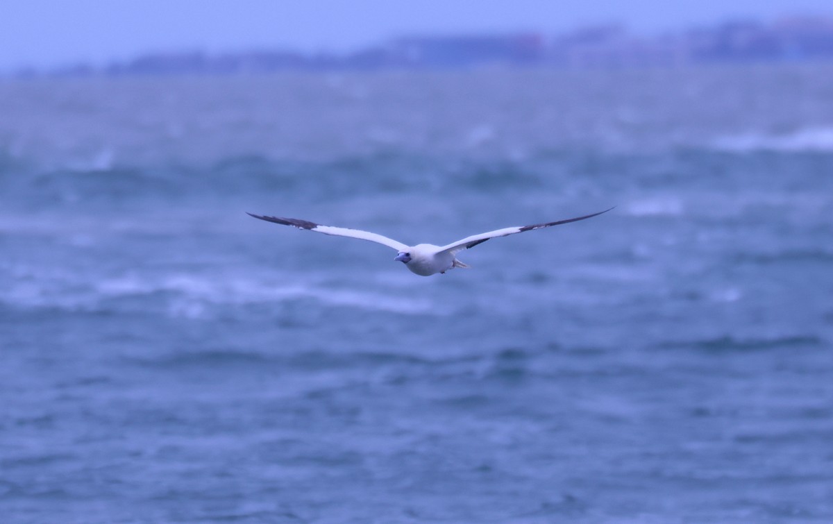 Сула червононога - ML646181252