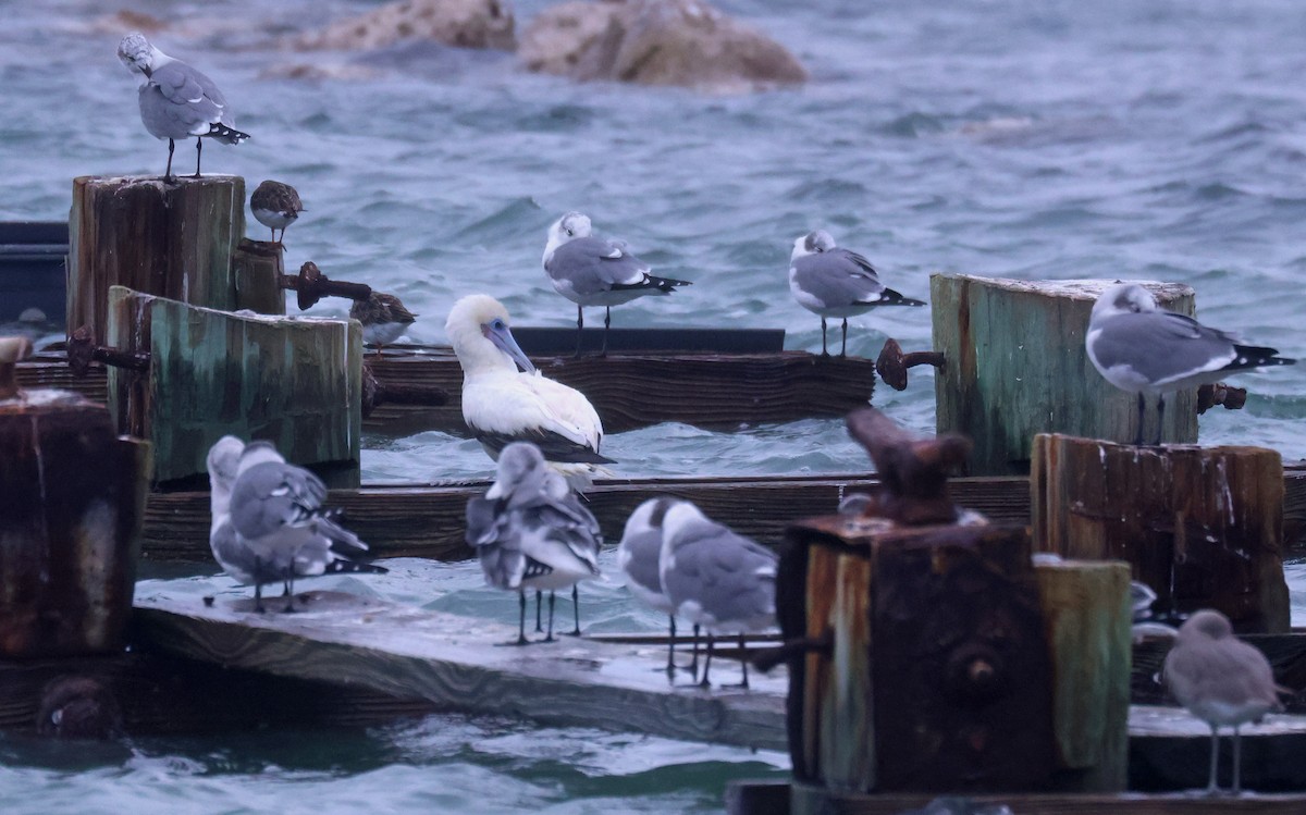 Сула червононога - ML646181255