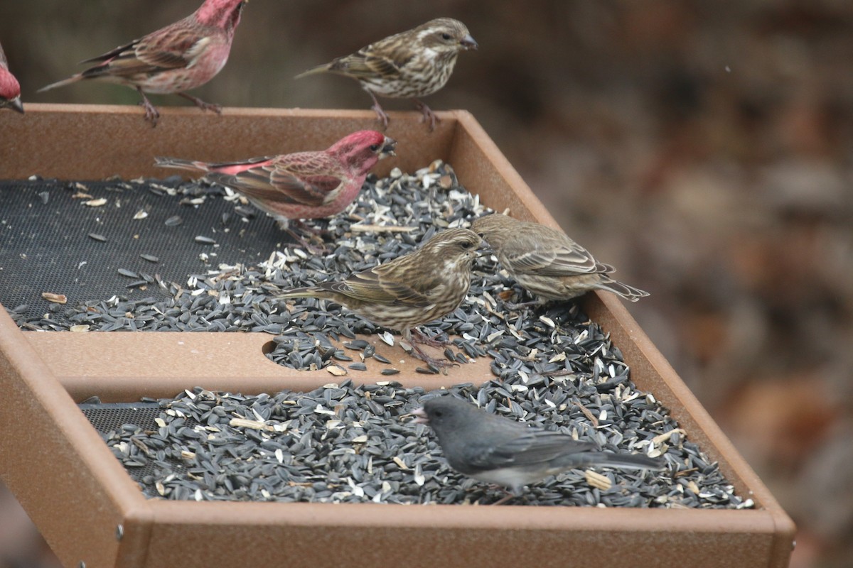 Purple Finch - ML646181267